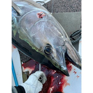 }Op ߋ N}OΉ Hook'em tbP ߃ciXpCN I[XgA (p  iki jime tuna spike souls I[V}[N X^WI studio ocean mark hr260l180Mo  NG 