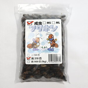 冷凍フタホシコオロギ 成虫 約310匹入り