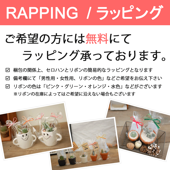 サボテン様用 Amazon｜金鯱 キンシャチ ゴールデンバレルカクタス 玉サボテン