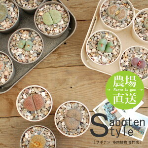 母の日 サボテン 観葉植物の人気商品 通販 価格比較 価格 Com