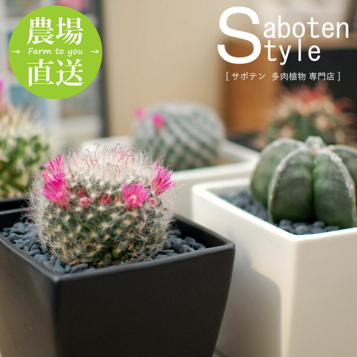 楽天市場 玉サボテン スクエアｐｏｔ ｌ サボテン 多肉植物 ミニサボテン 観葉植物 インテリア オシャレ かわいい プレゼント ギフト 雑貨 母の日 父の日 バレンタイン ホワイトデー クリスマス 後藤サボテン 新生活 サボテン 多肉植物 Sabotenstyle