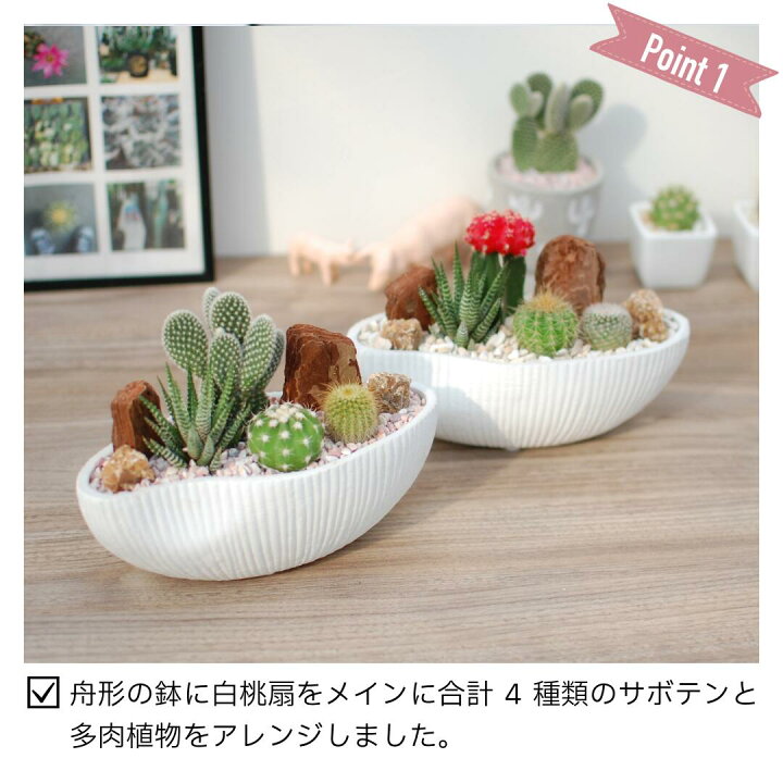 楽天市場】【初心者でも育てやすい】4種のサボテン寄せ植え 舟形POT S 
