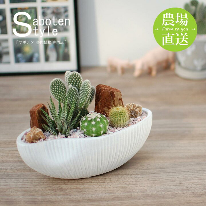 楽天市場】【初心者でも育てやすい】4種のサボテン寄せ植え 舟形POT S