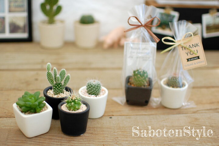 楽天市場】【サボテン 多肉植物 1POT / プチミニシリーズ 