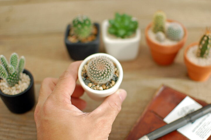 楽天市場】【サボテン 多肉植物 1POT / プチミニシリーズ 