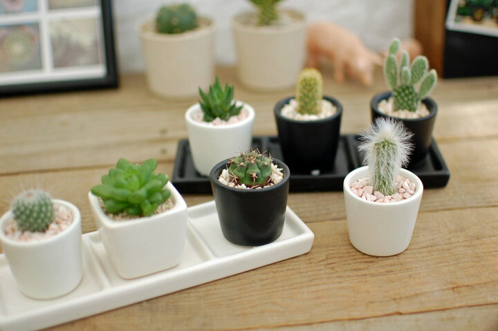 楽天市場】【サボテン 多肉植物 3POT / プチミニシリーズ 