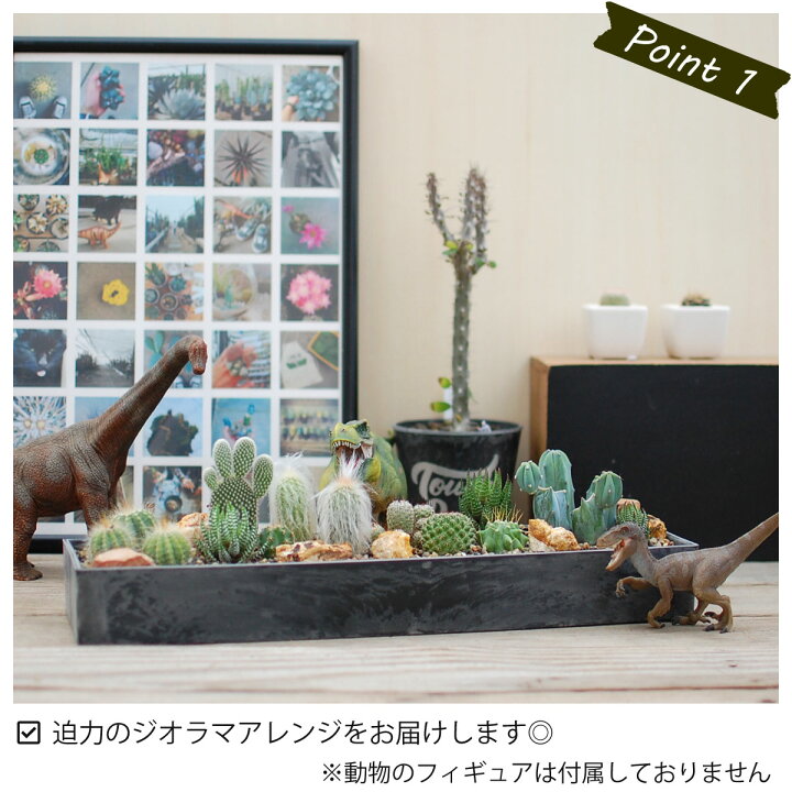 楽天市場 サボテン 多肉植物 サボテンジオラマ Plastic Pot レクトｌ サボテン ジオラマ ミニサボテン 観葉植物 インテリア オシャレ かわいい プレゼント ギフト 雑貨 母の日 父の日 バレンタイン ホワイトデー 新生活 サボテン 多肉植物 Sabotenstyle