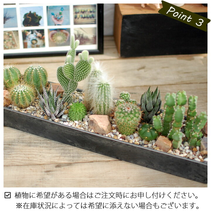 楽天市場 サボテン 多肉植物 サボテンジオラマ Plastic Pot レクトｌ サボテン ジオラマ ミニサボテン 観葉植物 インテリア オシャレ かわいい プレゼント ギフト 雑貨 母の日 父の日 バレンタイン ホワイトデー 新生活 サボテン 多肉植物 Sabotenstyle