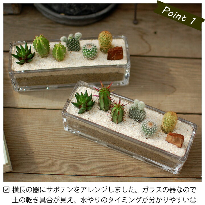 楽天市場 サボテン 多肉植物 5種類 寄せ植え ガラスレクト サボテン 多肉植物 ミニサボテン 寄せ植え 観葉植物 インテリア オシャレ かわいい プレゼント ギフト 雑貨 母の日 父の日 バレンタイン ホワイトデー クリスマス 後藤サボテン Goto Saboten