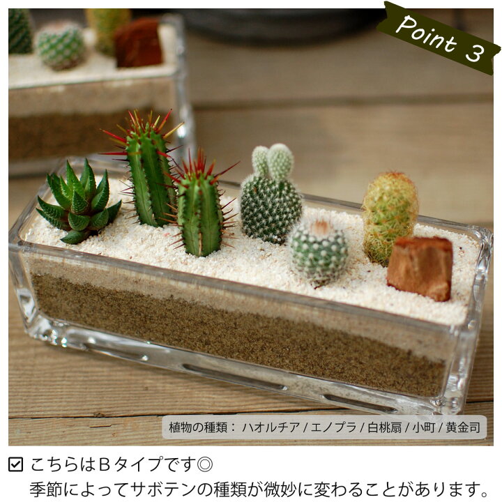 楽天市場 サボテン 多肉植物 5種類 寄せ植え ガラスレクト サボテン 多肉植物 ミニサボテン 寄せ植え 観葉植物 インテリア オシャレ かわいい プレゼント ギフト 雑貨 母の日 父の日 バレンタイン ホワイトデー クリスマス 後藤サボテン Goto Saboten