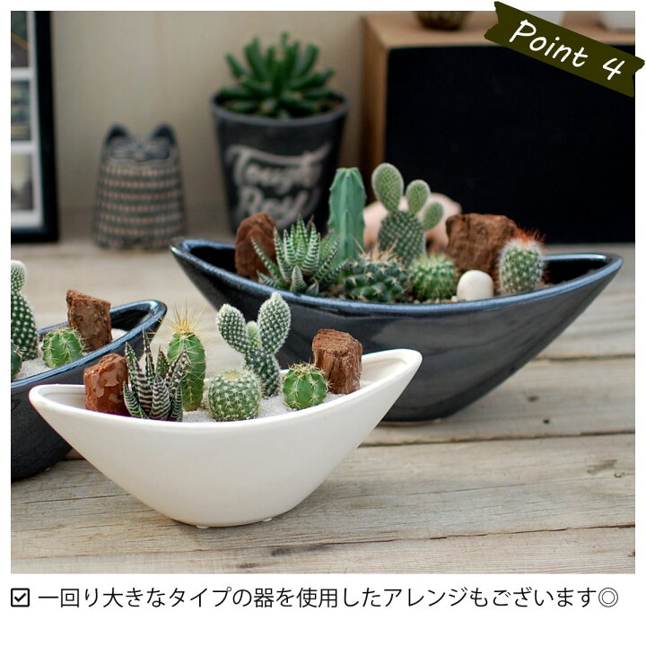 楽天市場】【サボテン 多肉植物 5種類 寄せ植え/ ウェーブポット M 