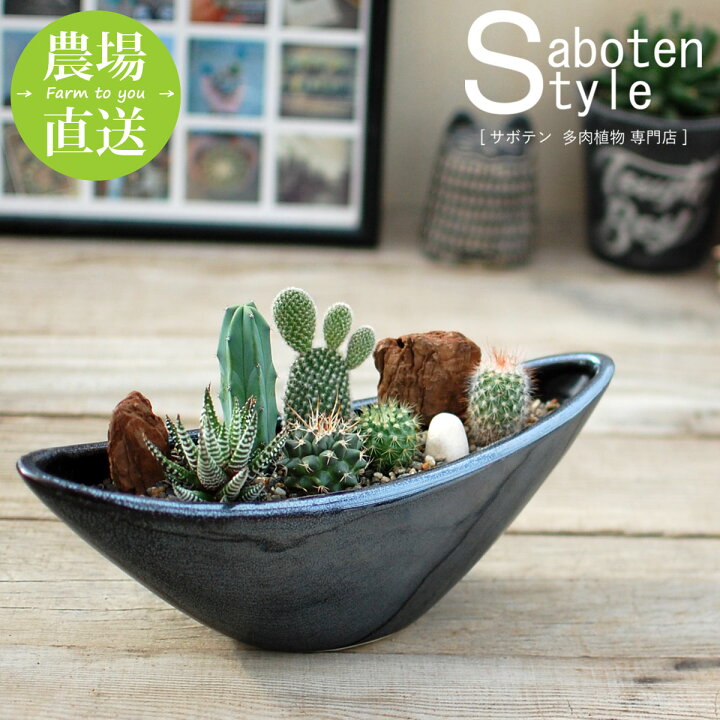 楽天市場 サボテン 多肉植物 6種類 寄せ植え ウェーブポット L サボテン 多肉植物 ミニサボテン 観葉植物 インテリア オシャレ かわいい プレゼント ギフト 雑貨 母の日 父の日 バレンタイン ホワイトデー クリスマス 後藤サボテン Goto Saboten サボテン