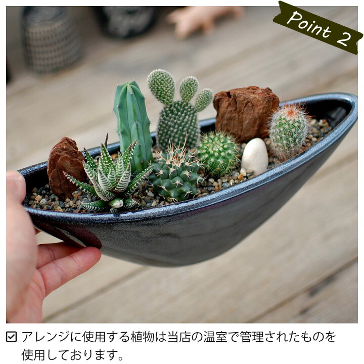 楽天市場 サボテン 多肉植物 6種類 寄せ植え ウェーブポット L サボテン 多肉植物 ミニサボテン 観葉植物 インテリア オシャレ かわいい プレゼント ギフト 雑貨 母の日 父の日 バレンタイン ホワイトデー クリスマス 後藤サボテン Goto Saboten サボテン