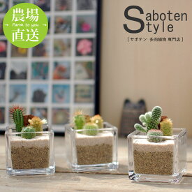 【サボテン 多肉植物 3種類 寄せ植え / スクエアガラス　S】/ サボテン 多肉植物 ミニサボテン 寄せ植え 観葉植物 インテリア オシャレ かわいい プレゼント ギフト 雑貨 母の日 父の日 バレンタイン ホワイトデー クリスマス GOTO SABOTEN /