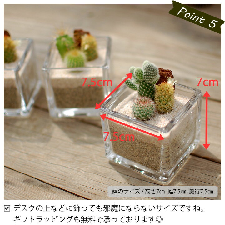 サボテンの寄せ植え G 08 観葉植物 インテリア 多肉植物 玉サボテン サボテン 種類 一覧 育てやすい 送料無料 春の新作 サボテンの寄せ植え G 08 観葉植物 インテリア 多肉植物 玉サボテン サボテン 種類 一覧 育てやすい 送料無料 春の新作