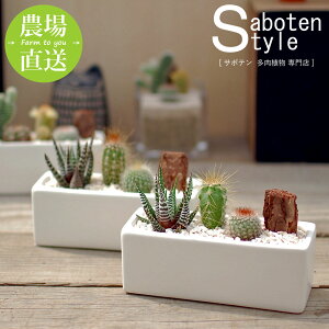 ミニ サボテン 寄せ植え 観葉植物の人気商品 通販 価格比較 価格 Com