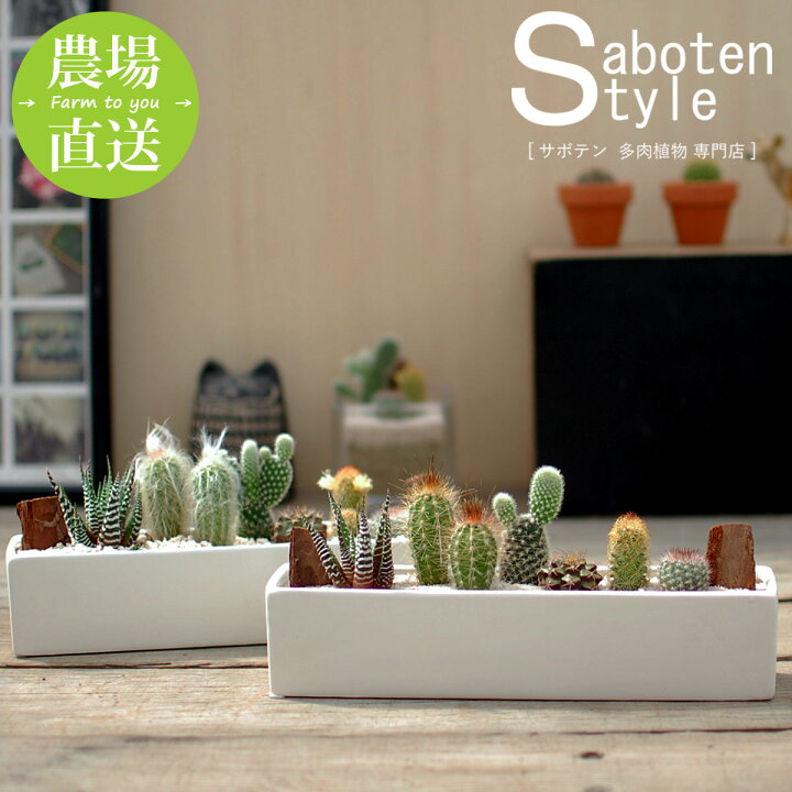 楽天市場 サボテン 多肉植物 6種類 寄せ植え レクト L サボテン 多肉植物 ミニサボテン 寄せ植え 観葉植物 インテリア オシャレ かわいい プレゼント ギフト 雑貨 母の日 父の日 バレンタイン ホワイトデー クリスマス 後藤サボテン Goto Saboten サボテン