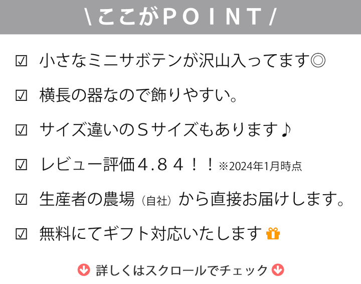 さぼてんさま確認ページ♡ 楽天市場】【サボテン 多肉植物 6種類 寄せ植え / レクト L