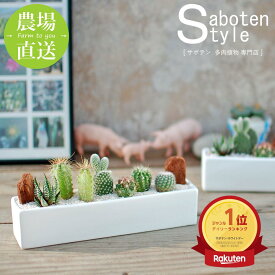 【横長で飾りやすい】6種のサボテン寄せ植え レクトL | 棚やカウンターにちょうどいい 見応えのあるサイズ 水やり簡単 初心者にも | 多肉植物 観葉植物 インテリア | ギフト プレゼント 母の日 父の日 | 新生活 卒業 退職 | 後藤サボテン 春日井