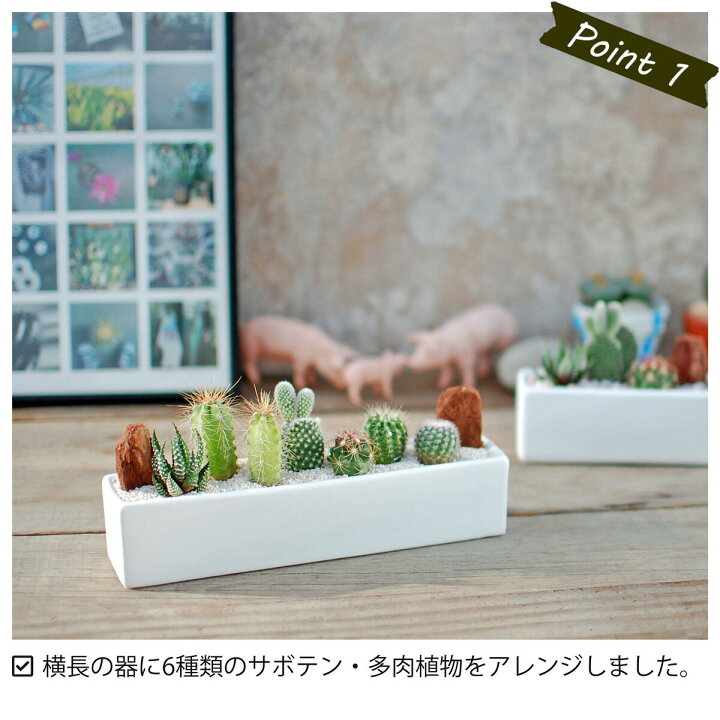 楽天市場】【サボテン 多肉植物 6種類 寄せ植え / レクト L 