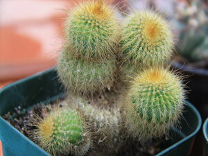 サボテン 白 観葉植物の人気商品 通販 価格比較 価格 Com