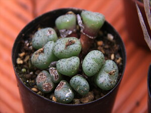 観葉植物 コノフィツムの人気商品 通販 価格比較 価格 Com
