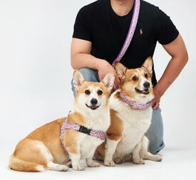 【NORADOG 】HARU／ハル　イージーハーネス※予約商品