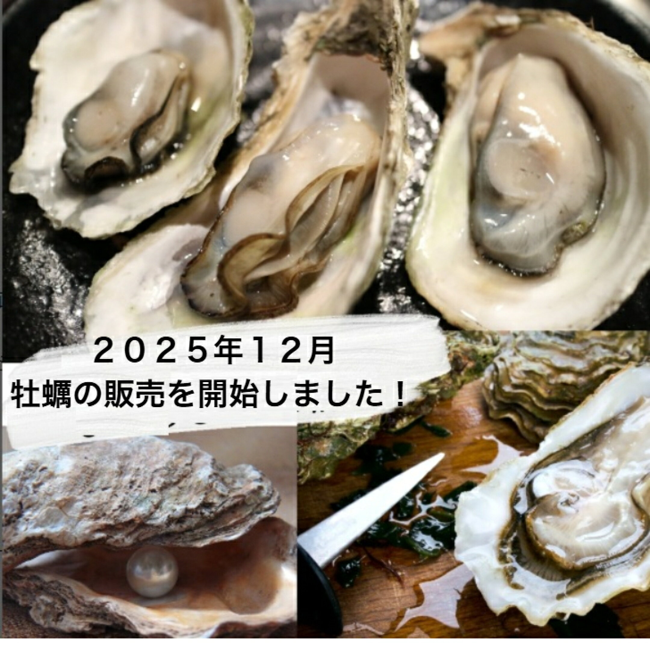 佐渡・加茂湖の一年牡蠣　今シーズンの販売が始まりました！！