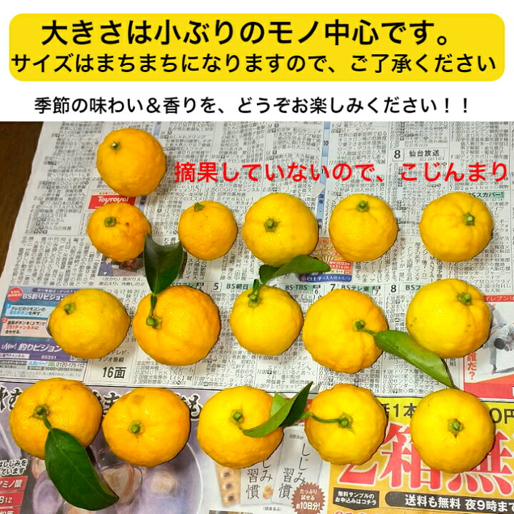 楽天市場】【送料無料】（送料込み） 柚子 ユズ ゆず（緑〜黄色）小玉  