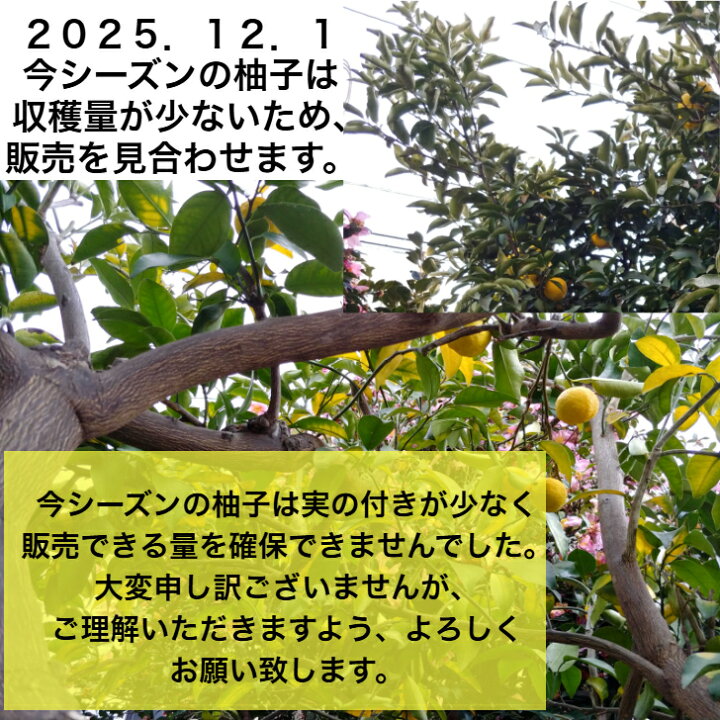 楽天市場】【送料無料】（送料込） 柚子 ユズ ゆず（緑〜黄色）小玉12 