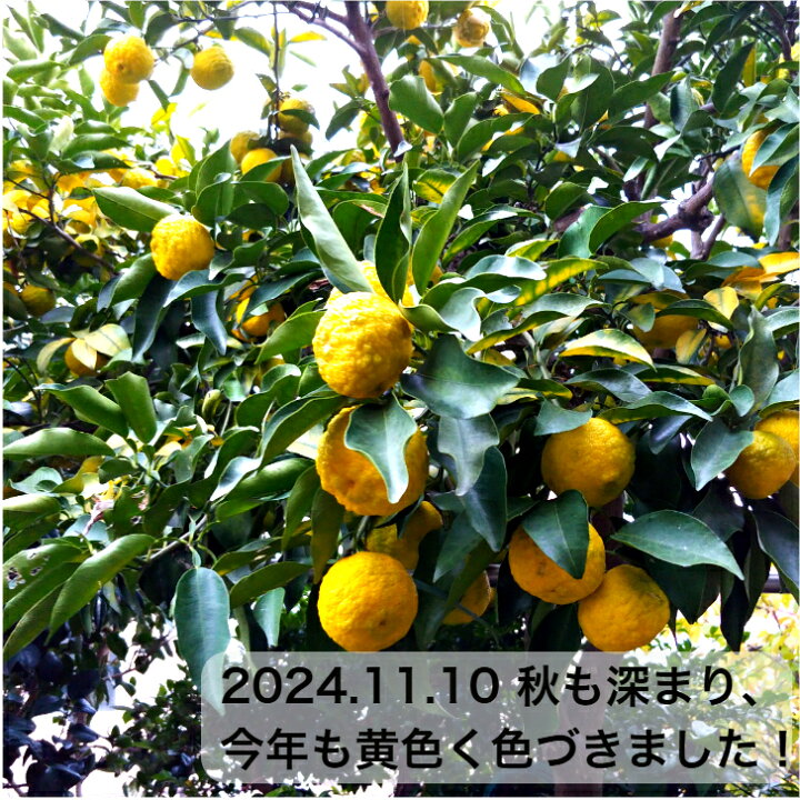 楽天市場】【送料無料】（送料込み） 柚子 ユズ ゆず（緑〜黄色）小玉  