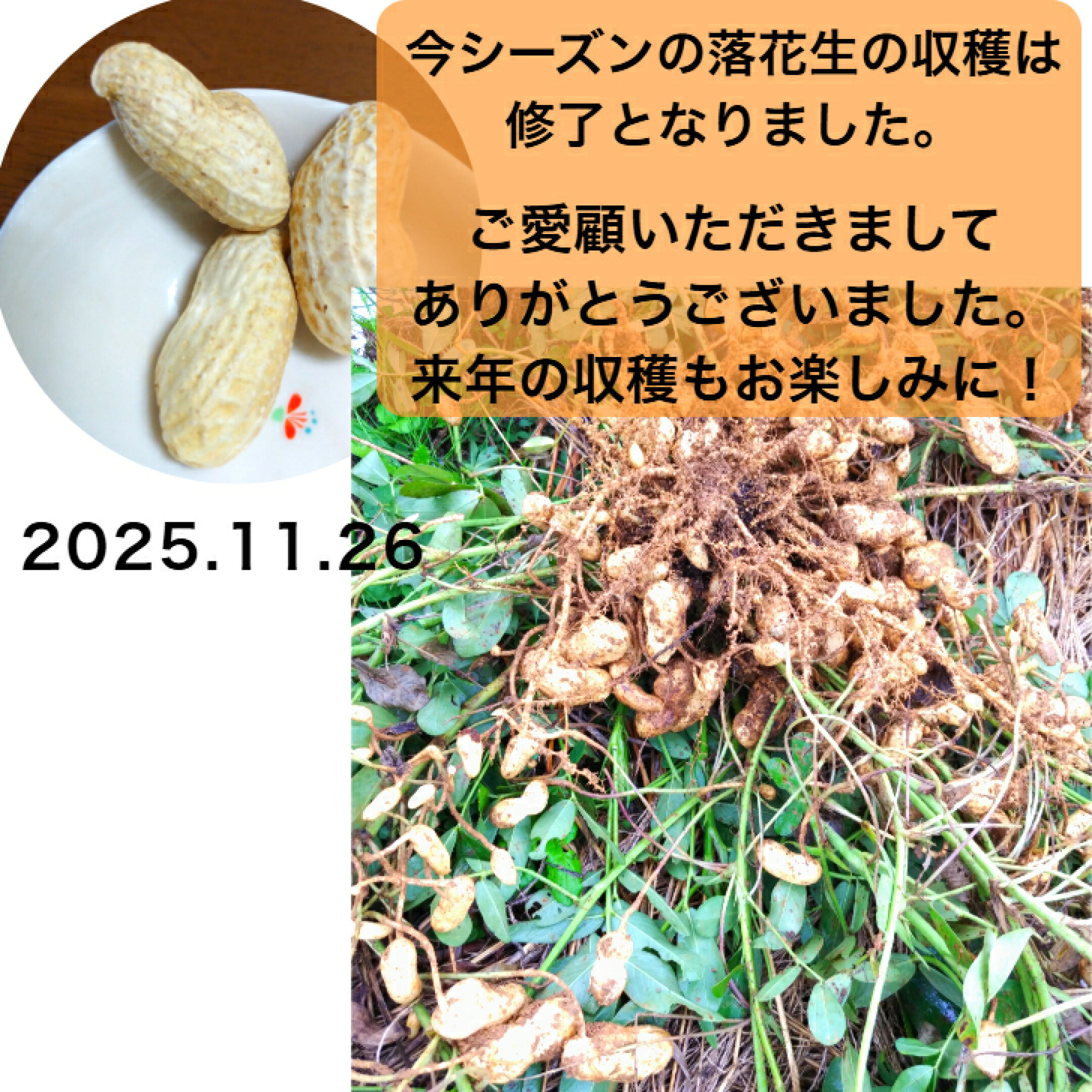 生落花生　２０２５年の収穫が始まりました！！