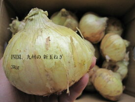 【うれしい!!新玉!!】四国、九州の新玉ねぎ3kg【送料無料】(一部地域を除く) ● 愛媛、香川、長崎産】新たまねぎ(玉葱・玉ねぎ・タマネギ)◎Lサイズ3kg◎お試しBOX