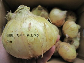 楽天市場 たまねぎ 産地 都道府県 香川 野菜 きのこ 食品 の通販