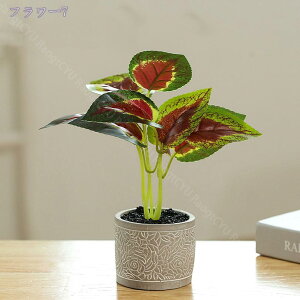 300~OFFN[| ~jϗtA tFCNO[ lHϗtA  킢 CeA tFCN  ~j lHϗtA tFCNO[ CeA a  ~j ~͂̃TCY 