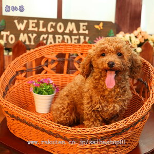 500~OFFN[| ybgxbh 􂦂 ҂ JS oXPbg ^p JE` Jh[pi Lpi Lp ybgQ pxbh  q ҂݃J[ ybgnEX xbht