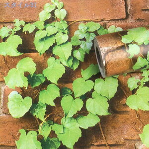 300~OFFN[| ǎ V[ ̂t  ǎV[ V[^Cv Lb` UCN ^C S4 EH[fR[V CeA  tH[ ǎ CNV[g 