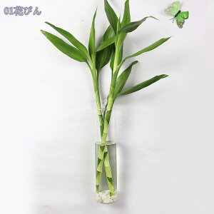 300~OFFN[| KX ԕr Ǌ| ԕr ~jԊ KX  t[x[X ֑} ͔| ~j ֑} KX t[x[XԊ  15cm ǂ   Ǐ Ԃ