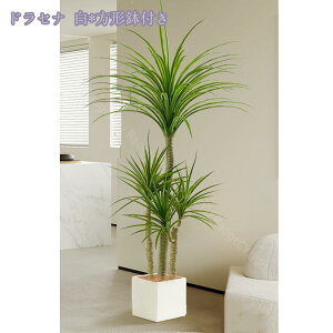 2000~OFFN[| lHϗtA ^ tFCNO[ CeA  X GgX c Ƃ̒ɒu lHϗtA  bȂ sv ϗtA O[ tF