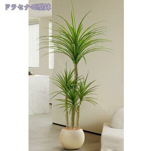 1000~OFFN[| lHϗtA ^ tFCNO[ CeA  X GgX c Ƃ̒ɒu lHϗtA  bȂ sv ϗtA O[ tF