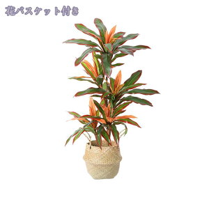 1000~OFFN[| lHϗtA tFCNO[ ^  { CeA O tFCNA sv ͂Ȃ ~͐A Vzj ̓ ̓ Mtg Ղ 蕨 Vv