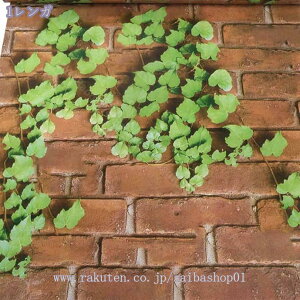 1000~OFFN[| ǎ ̂ {^jJ NX  ǎ {^jJ   O[  ؖڒ Ő   K Xg[ A t gsJ ̂t ǎւ D