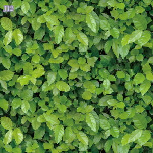 300~OFFN[| ǎV[ ؖ K ǎ h ǎ V[g CNV[g XeBbNؖڕǎ NX ǎ ͂  k 10m gE~bhZ`[ ǎ RN