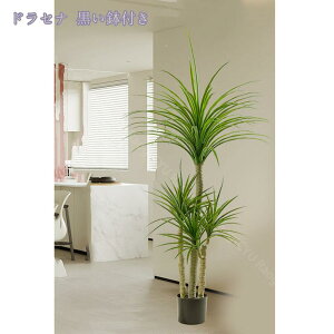 1000~OFFN[| lHA ^ AȎ} Rȗt lHϗtA tFCNO[ ^ A  t p  @ׂȎ Rȕ͋C fR[V zMtg