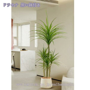 1000~OFFN[| lHϗt ^ A 傫 tFCNO[ lHϗtA rO̊ϗtA ɒuA ̊ϗtA ɏA tFCNϗt  킢 