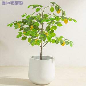 1000~OFFN[| tFCNO[ { lHϗtA ϗt tFCN ^    ƒ 悯oRj[ ΂̐A  Iȑ z ^ ȒP sv Q