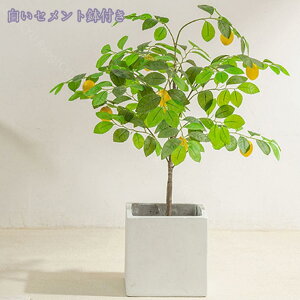 1000~OFFN[| ʎt lHϗtA { tFCNO[ ^ lHA ϗt CeAO[  ItBX  ȒP   ƒ 悯oRj[ I