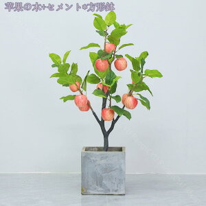 lHϗtA ^  tFCNO[ CeA  O ze sv ͂Ȃ a v[g JXj Vzj zj lHϗtA i` tFCNc[ l