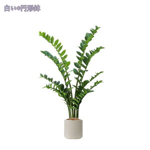 1000~OFFN[| lHϗtA ^ lHϗtA  CeA tFCNA tFCNO[ sv ͂Ȃ ~͐A 邢 u₩ȕ͋C    rO xbh