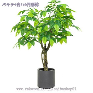 1600~OFFN[| ^ϗtA tFCN lHϗtA  A CeAO[ ϗt ͗lւ z ݑΖ [gc lA l lHA CeA ϗtA l
